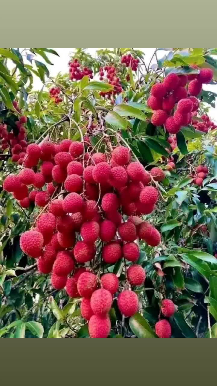 @jhalak soni