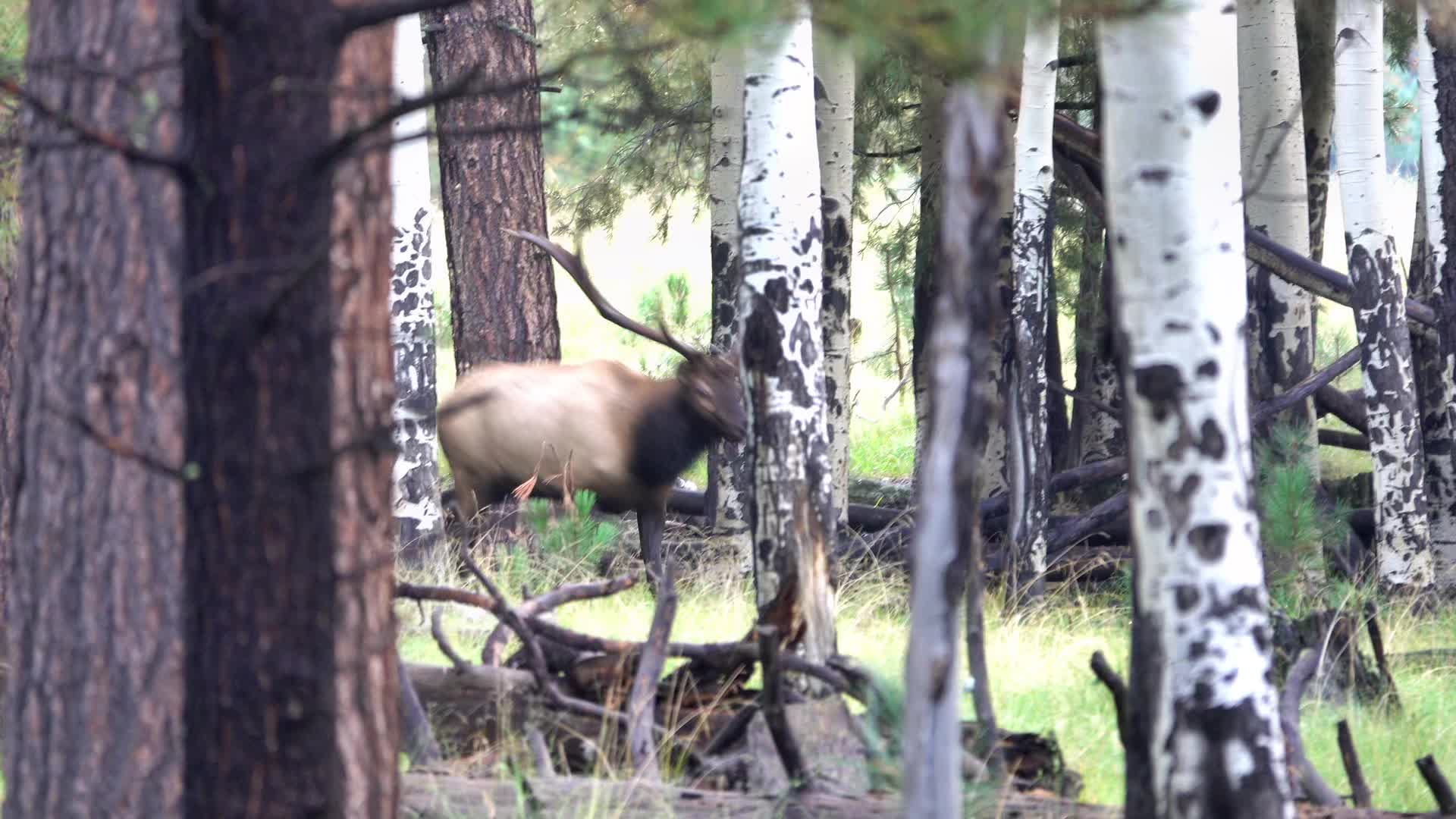 @whitemountainkrew