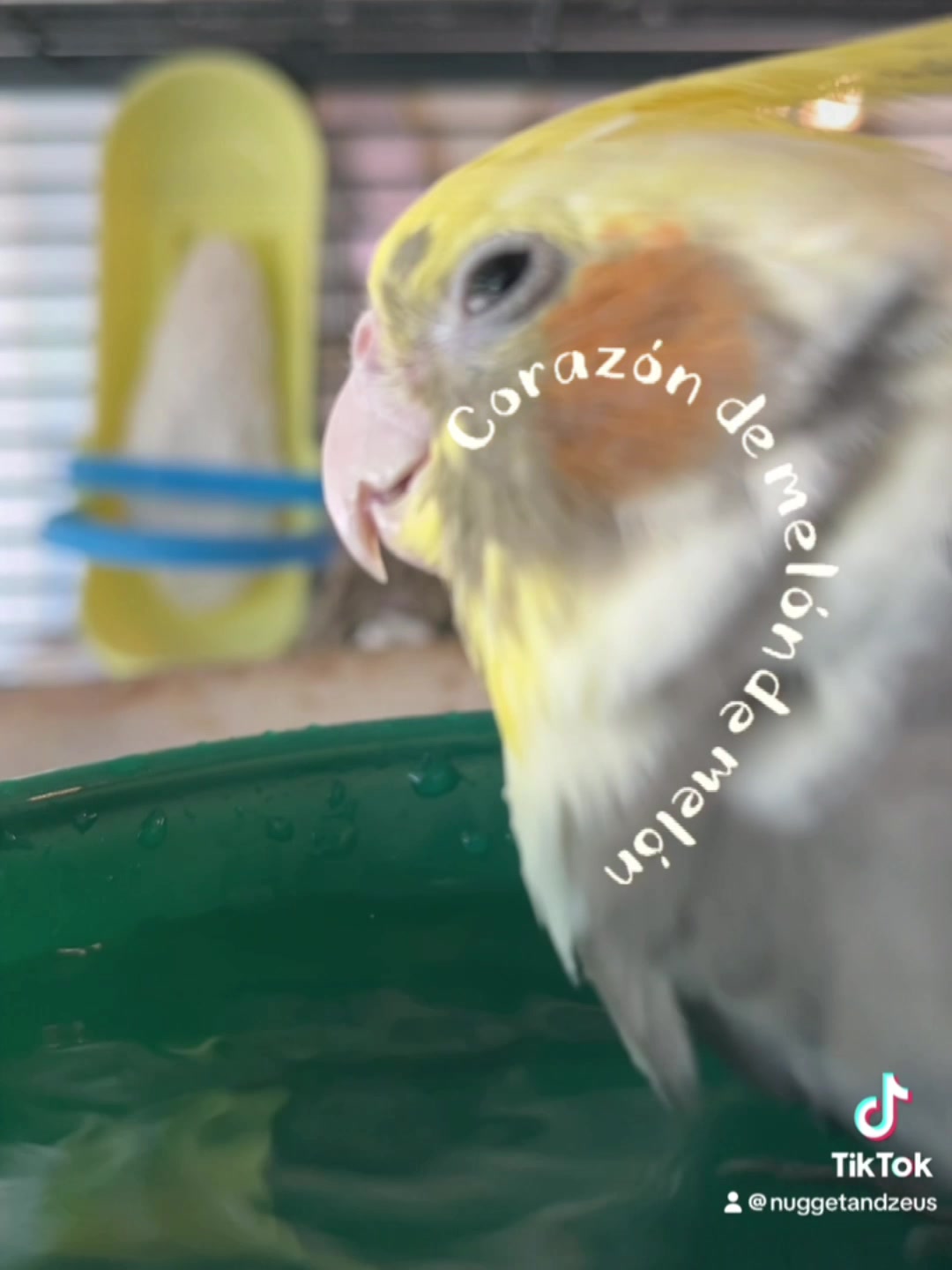 @NuggetandZeus