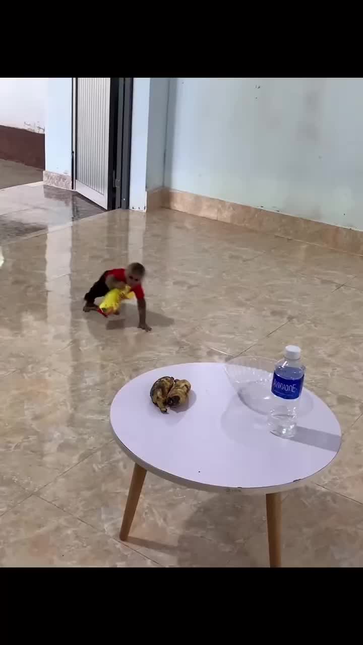 @Cute monkey