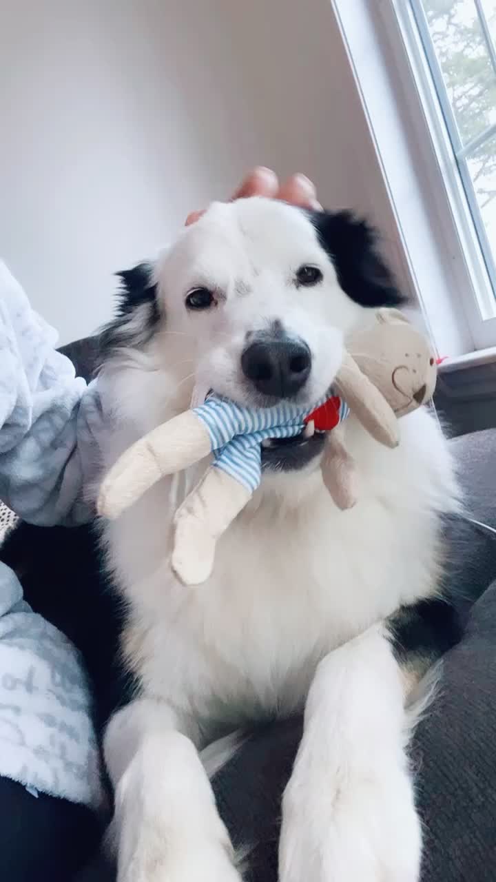@baygiaussie