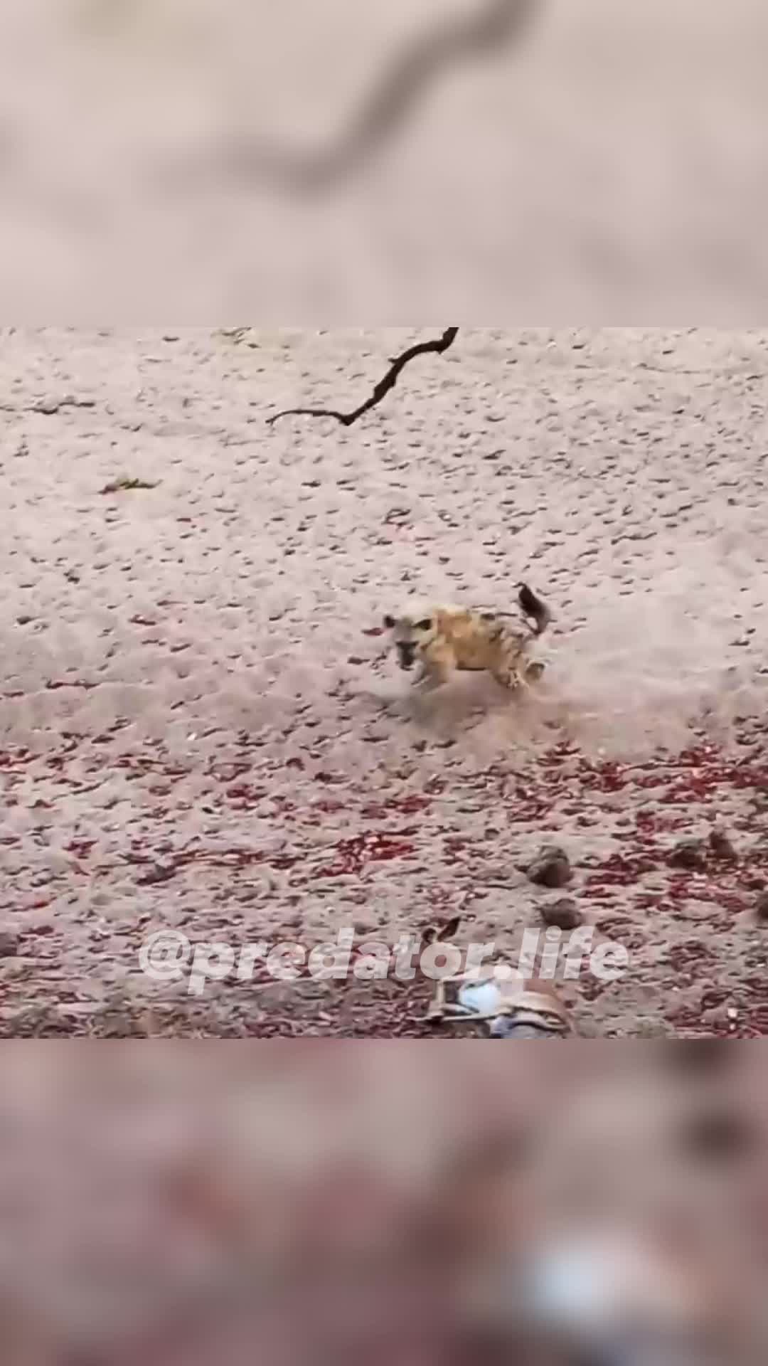 @Predator Life