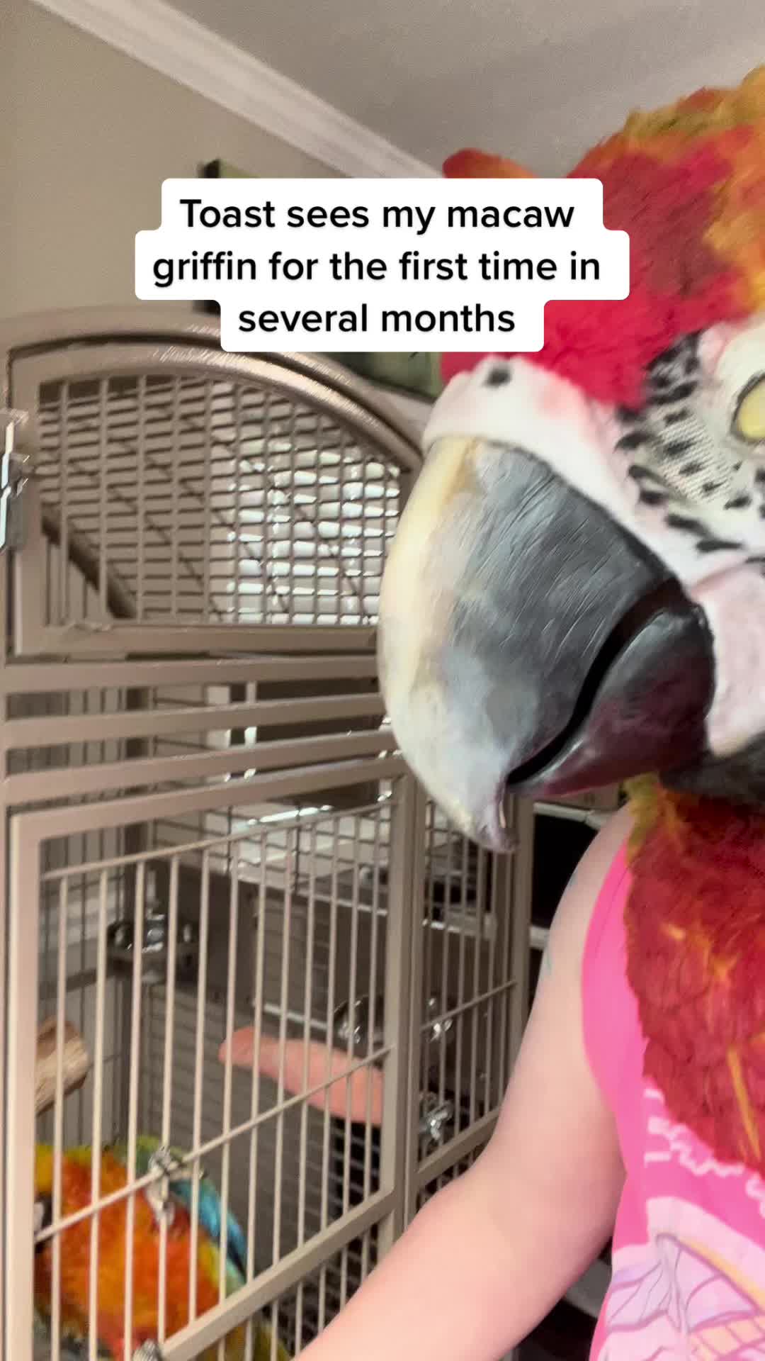 @Rain Blossom Birds