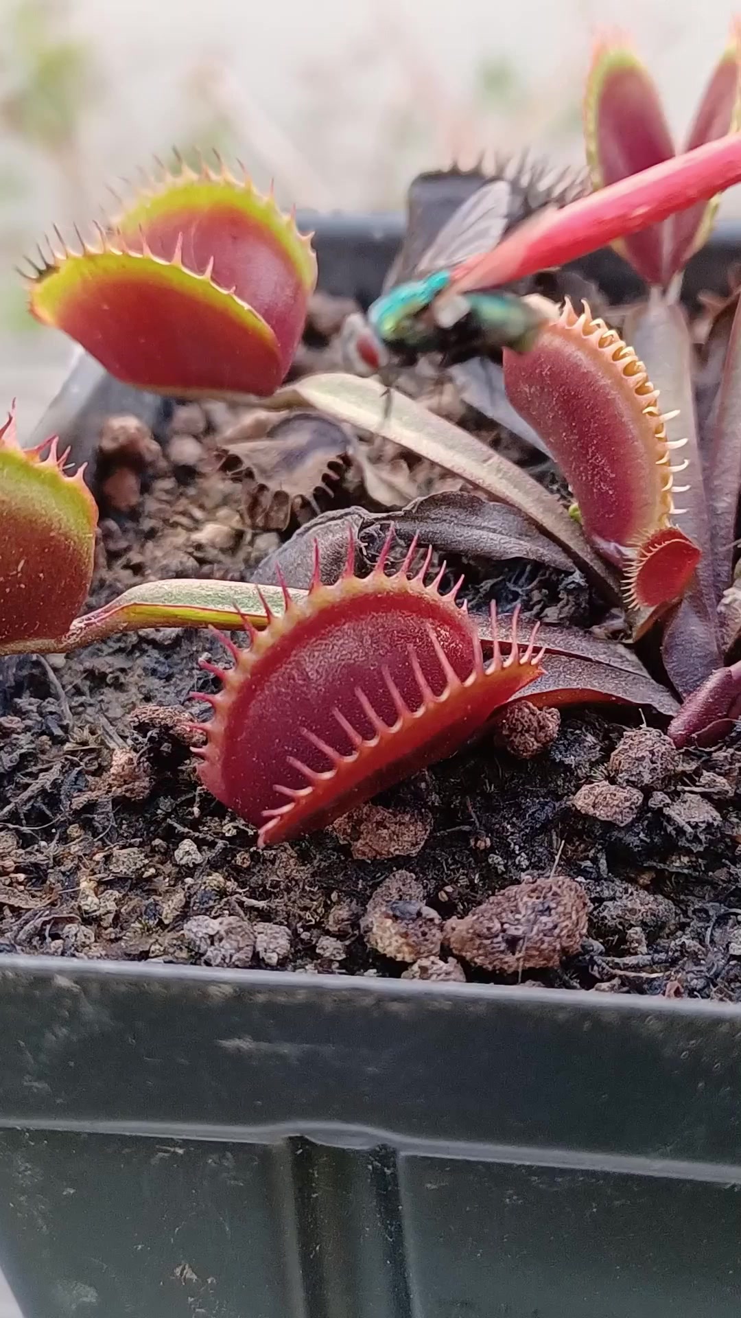 @Logs Plants