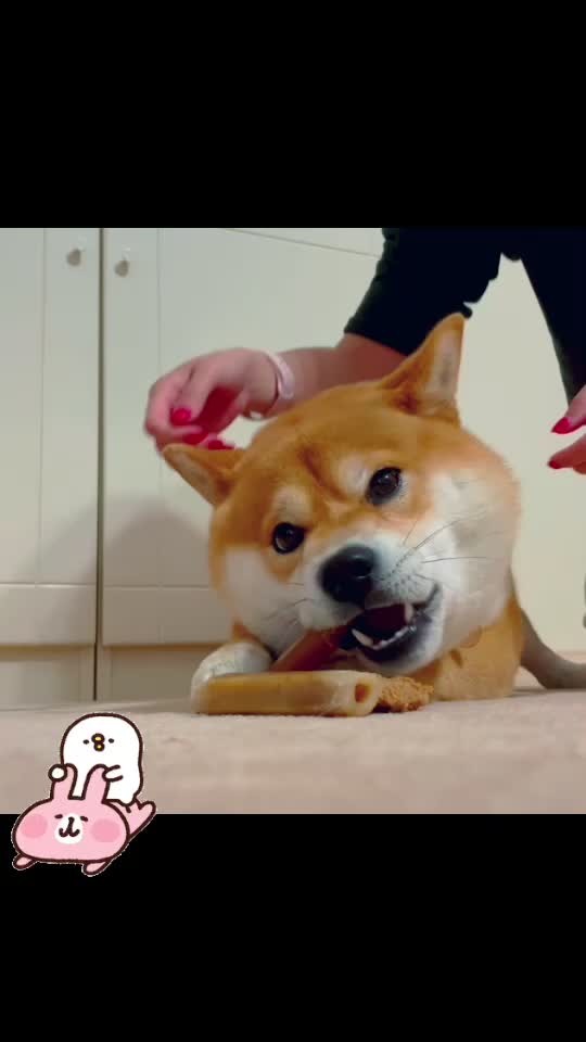 @Mochi.Shogun
