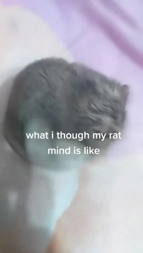 @pigeon