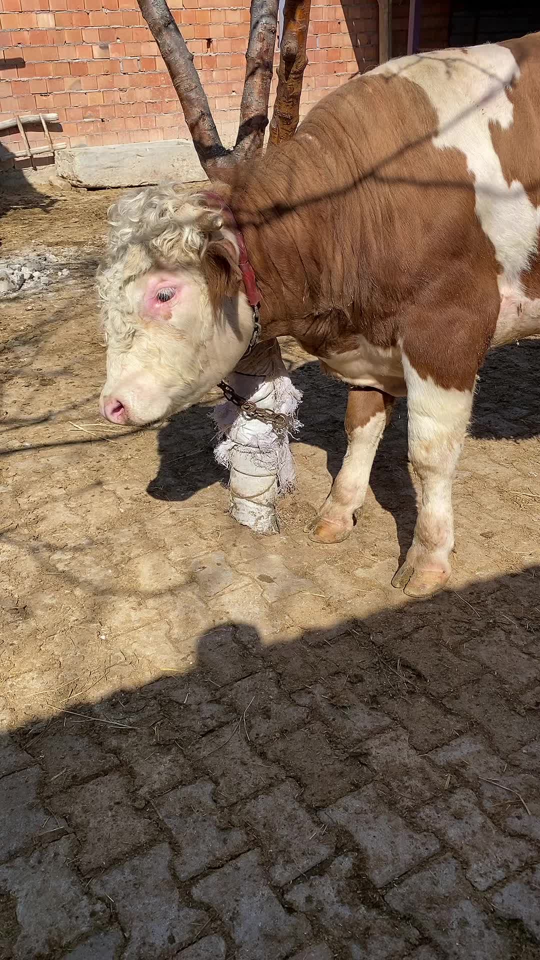 @Eyüp Şahin Yalman