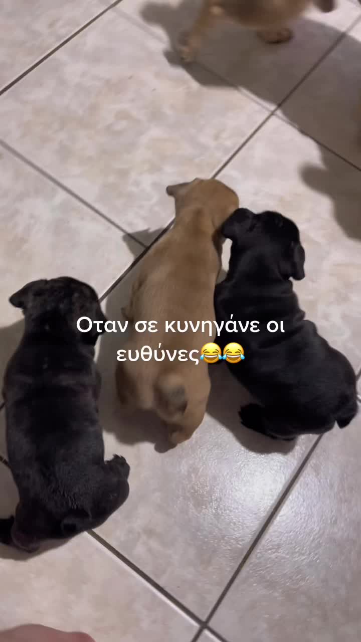 @Manos Syntichakis 🏴☠️