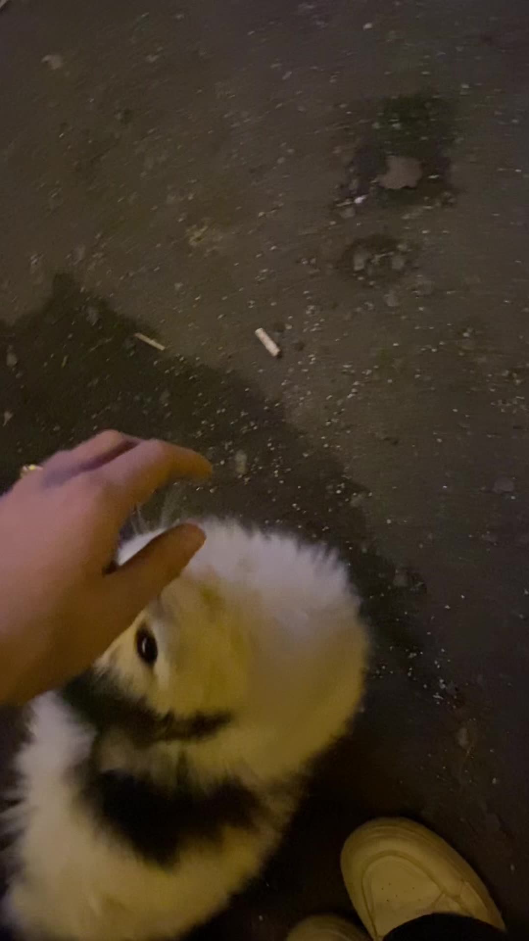 @кошкина