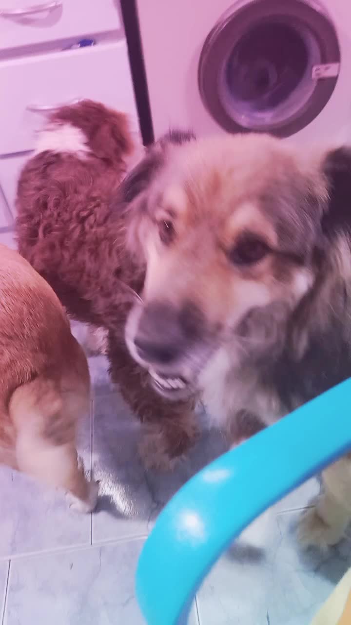 @Animales reales