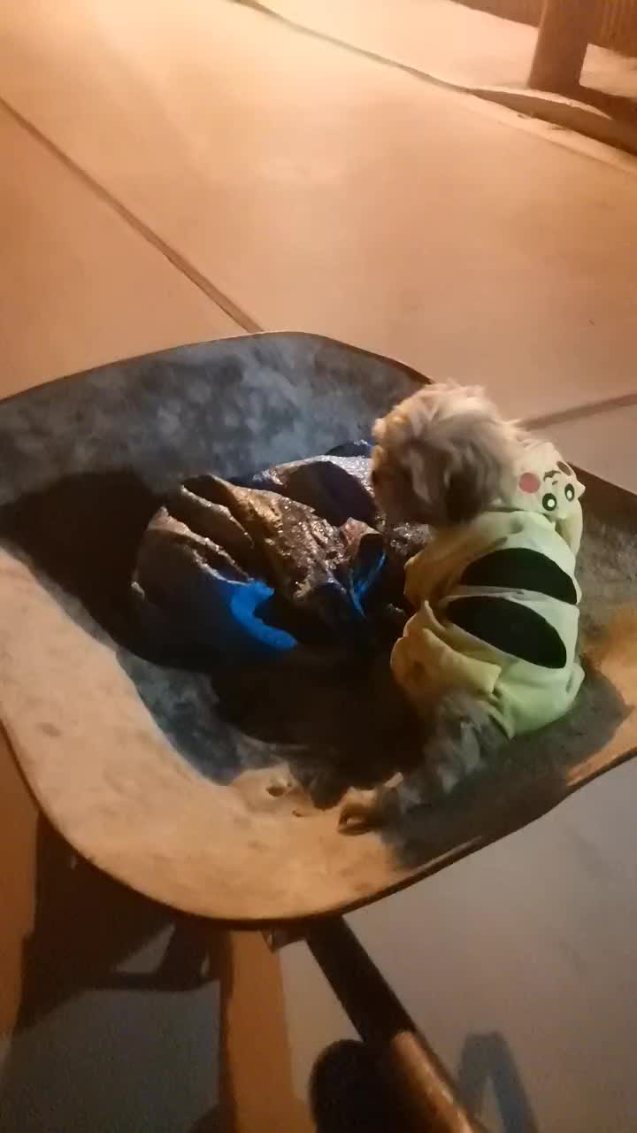 @paraqueveas👁️🐶