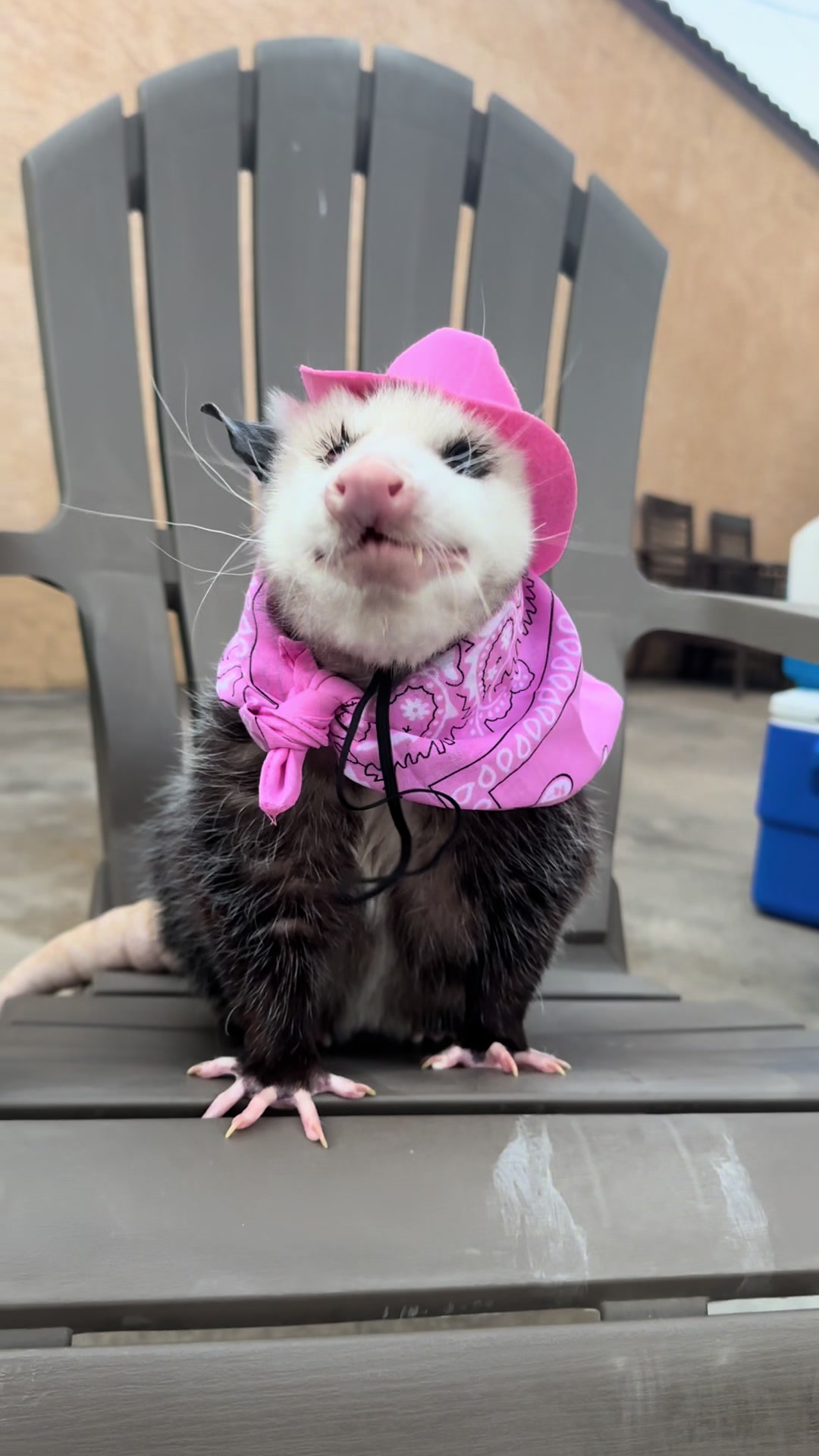 @Poppy Opossum