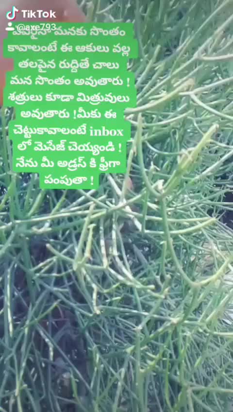 @యశోద కృష్ణా