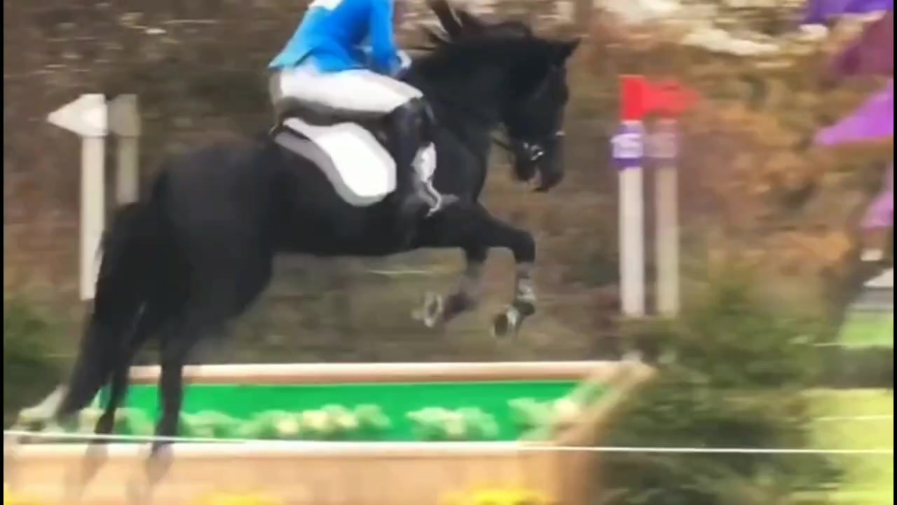 @💗🐴 FREE REIN 💗🐴