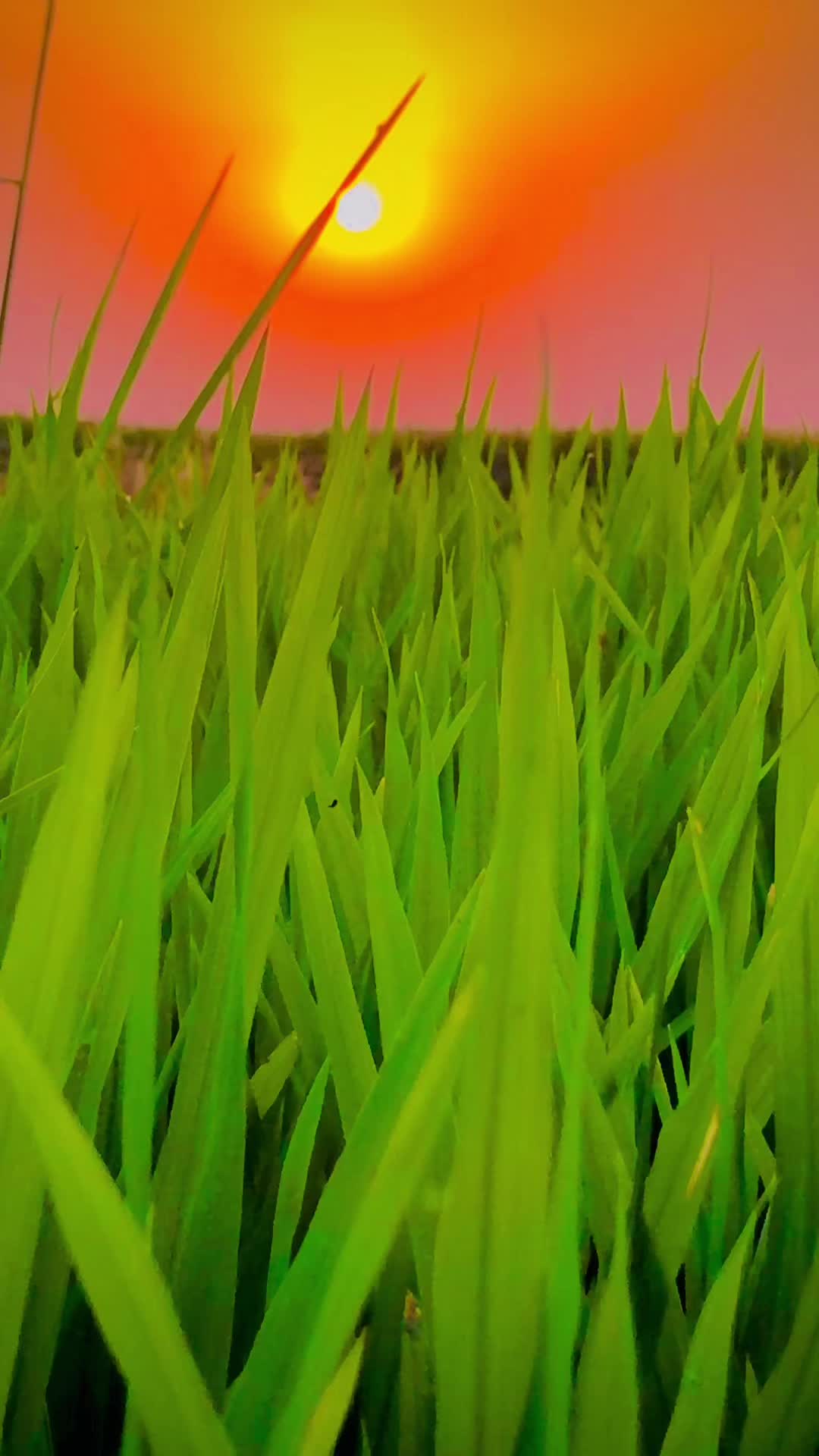 @پنجاب☘️🎋🌿