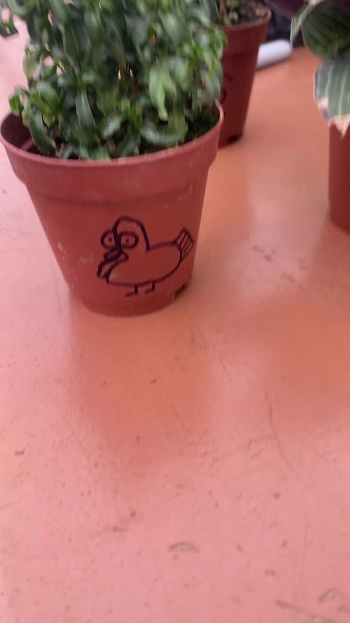 @theuglybarnacle