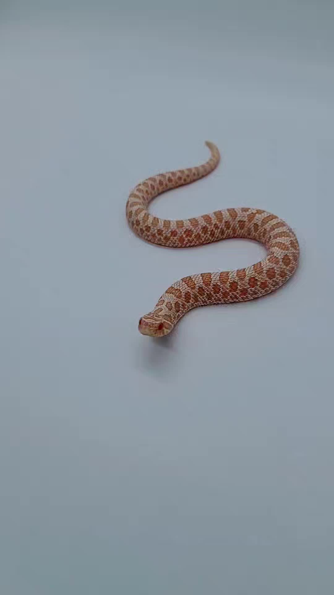 @TheReptileCompanyofWisconsin