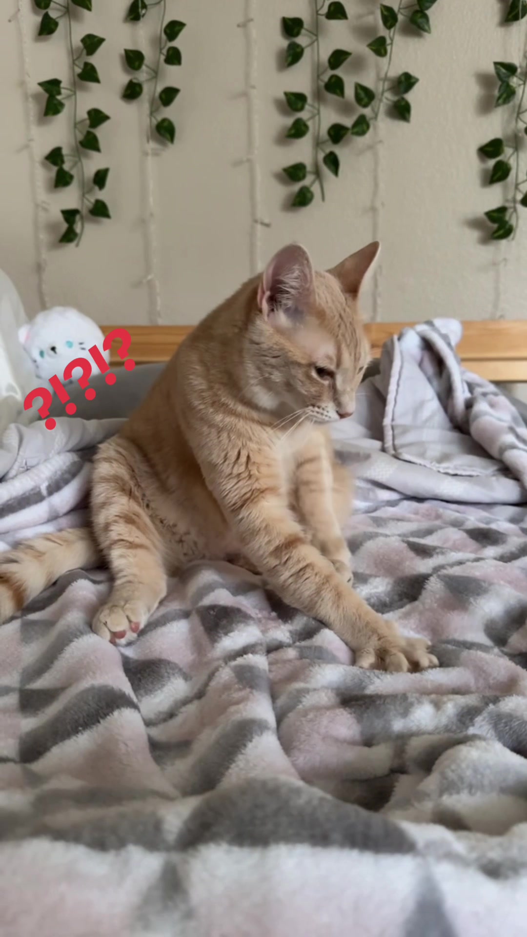 @roti_the_cat