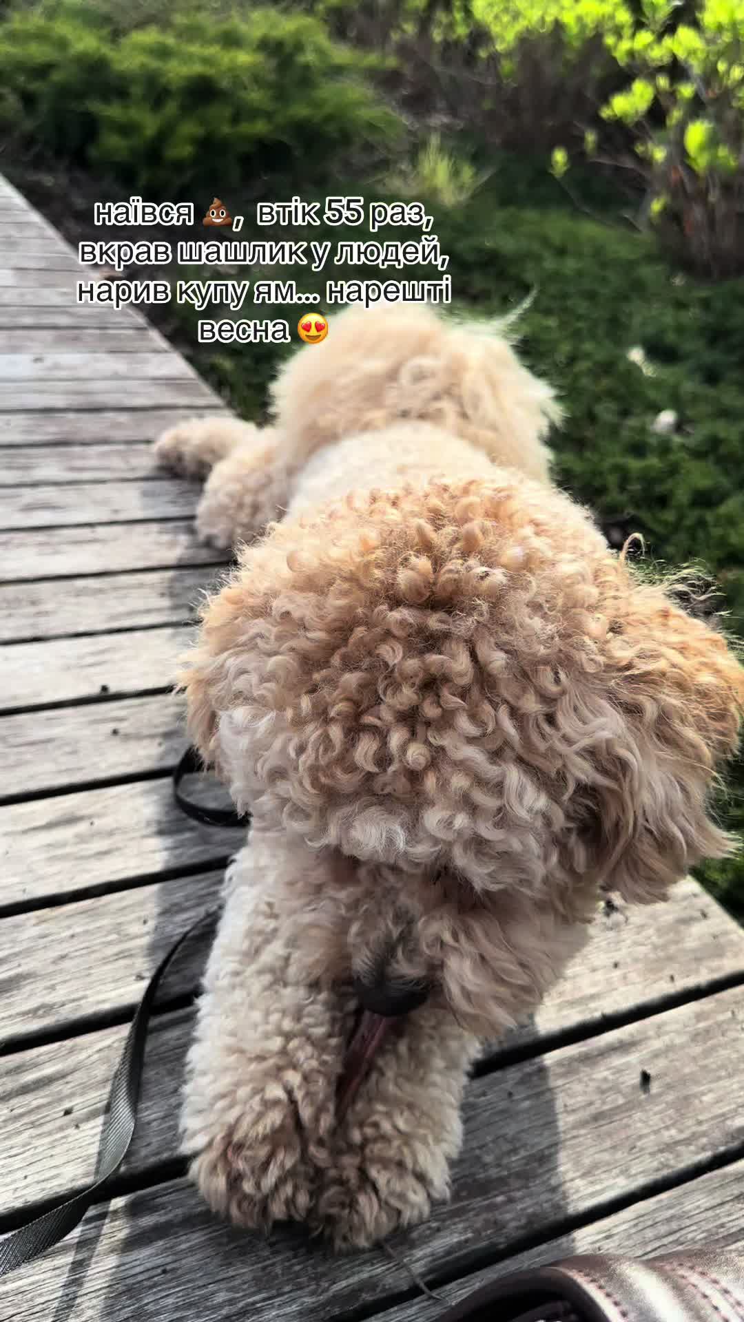 @barney poochon 🐾