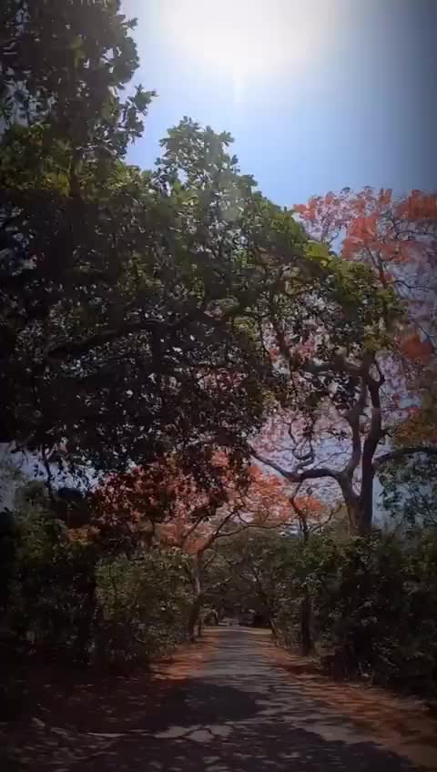 @👑Amar saroj👑