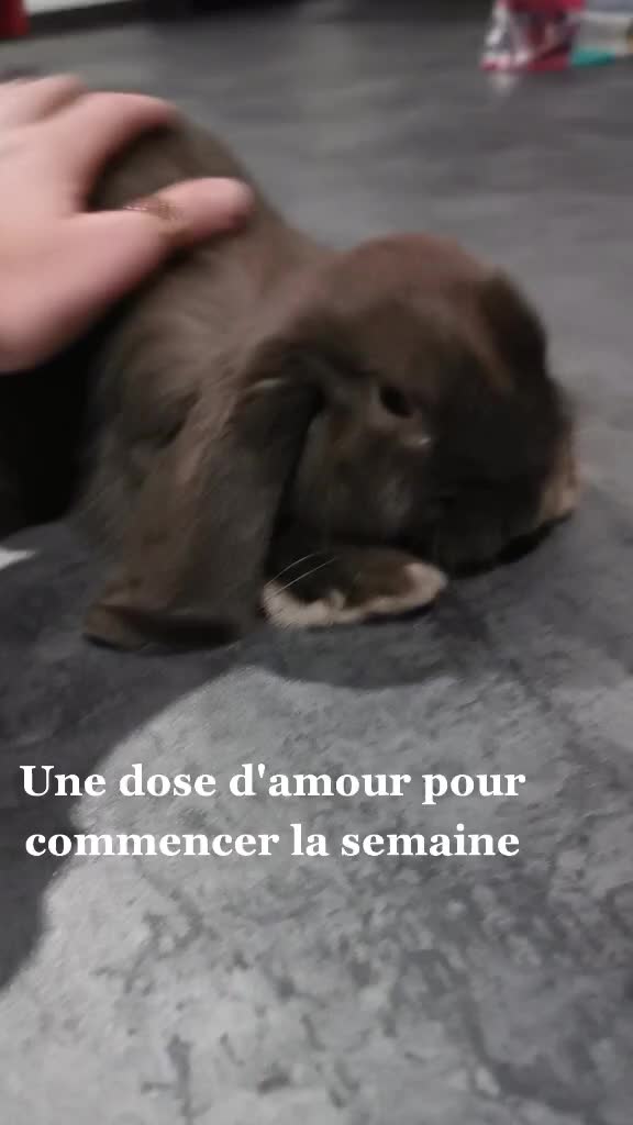 @Odin_le_lapin