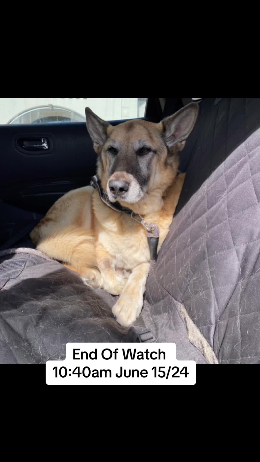 @🇨🇦 K9 Harley & Jody 🇨🇦