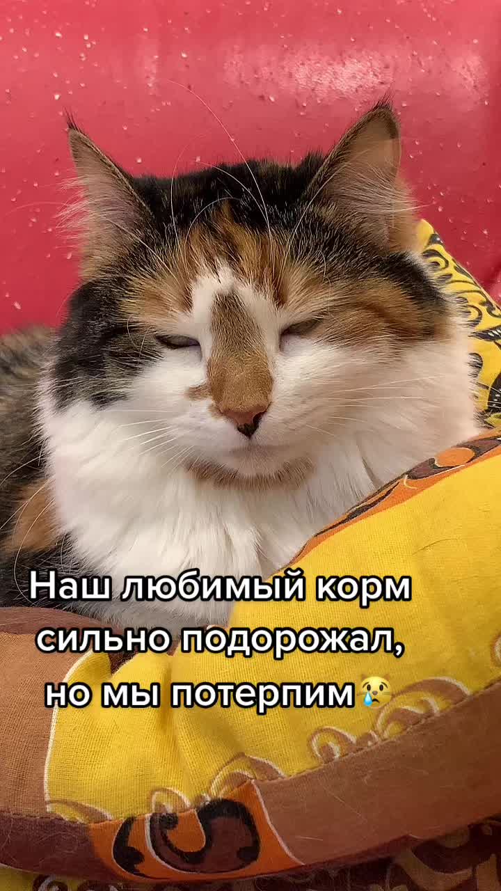 @Антошкин Кот