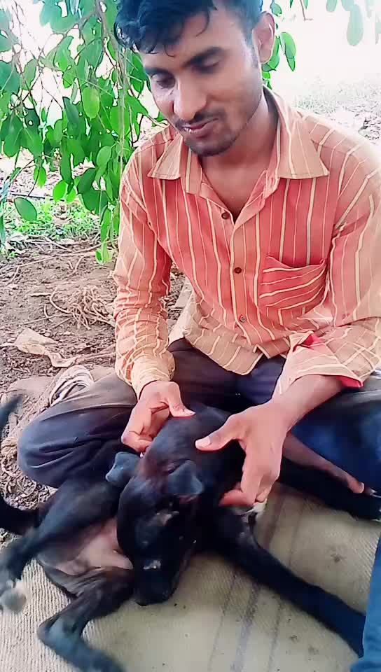 @savajibhaithakor840