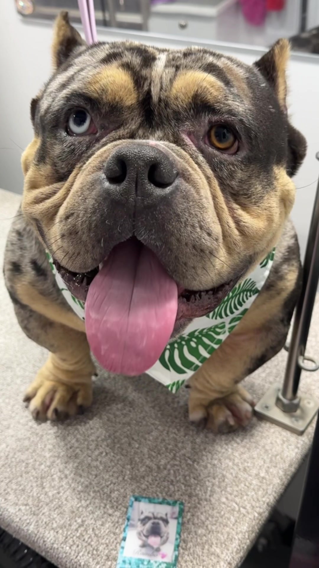 @the_Pawfectionist