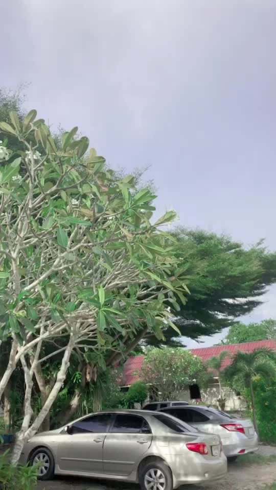 @Tharini Phromrung