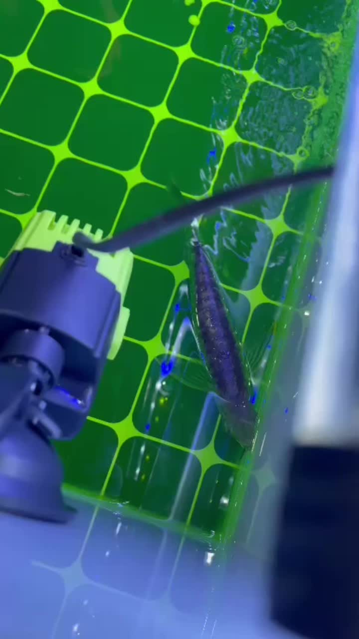 @RS AROWANA EMPIRE