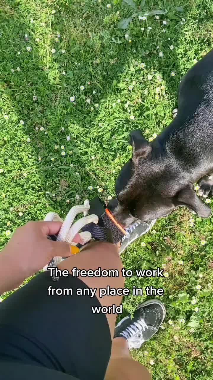@krisyourdogtrainer