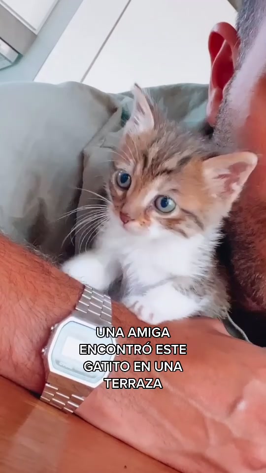 @poggidiego