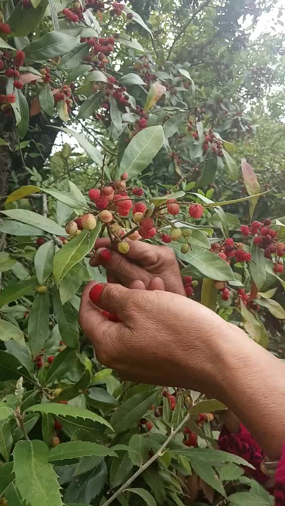 @❤️Pahadi Noni..❤️