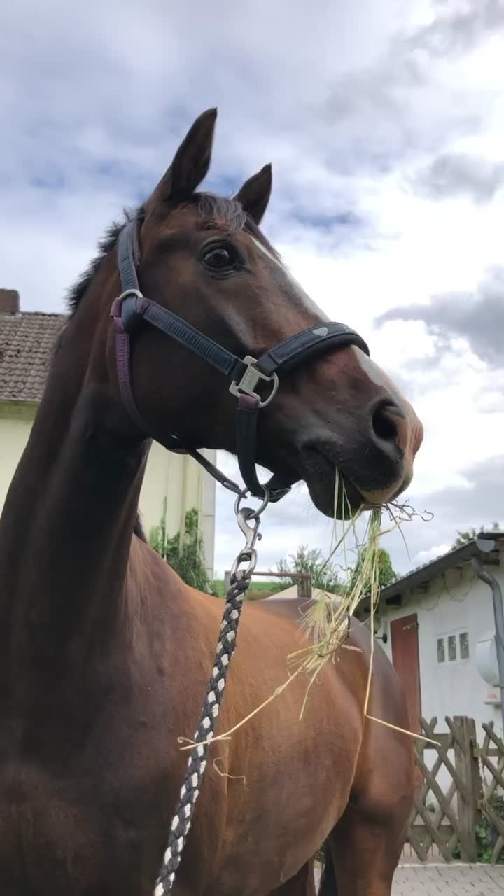 @Dressurpony🐴