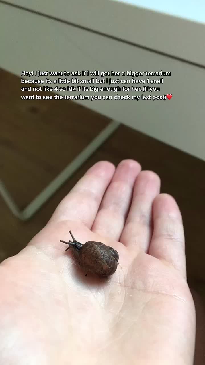 @Peppy the snail <3