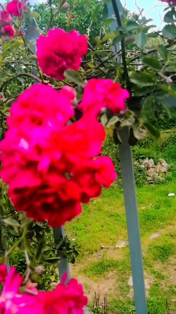 @Vlogs by Rabia 🌼🍁
