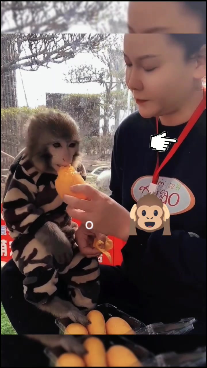 @petlove