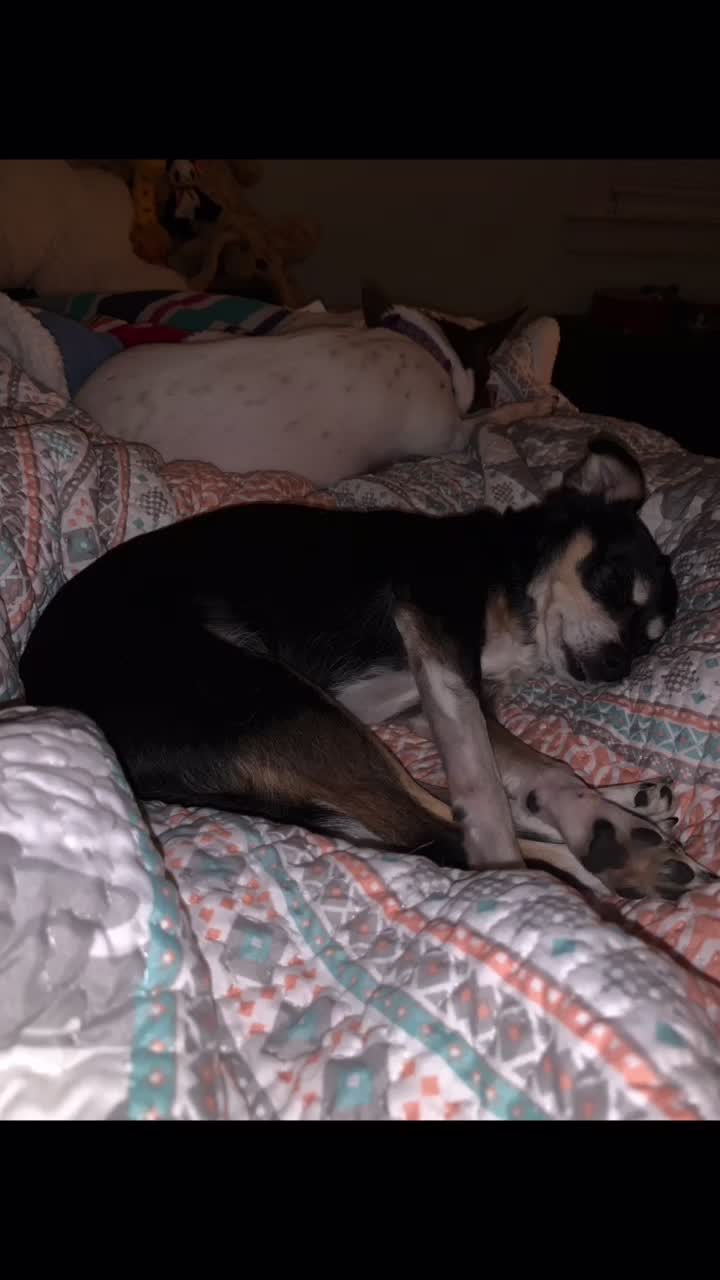 @DOGMasterHarley