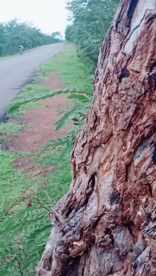@Tinu Guru