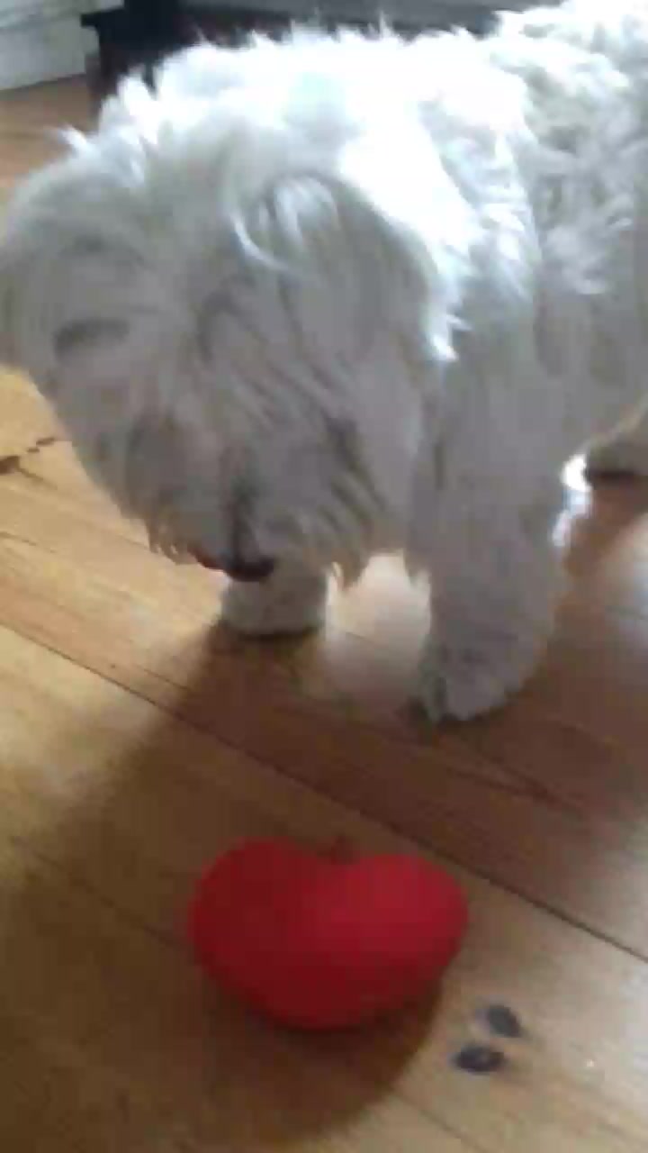 @Antosia😊🐶❤