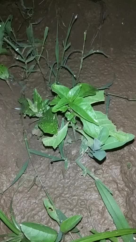 @Shubam Pandey