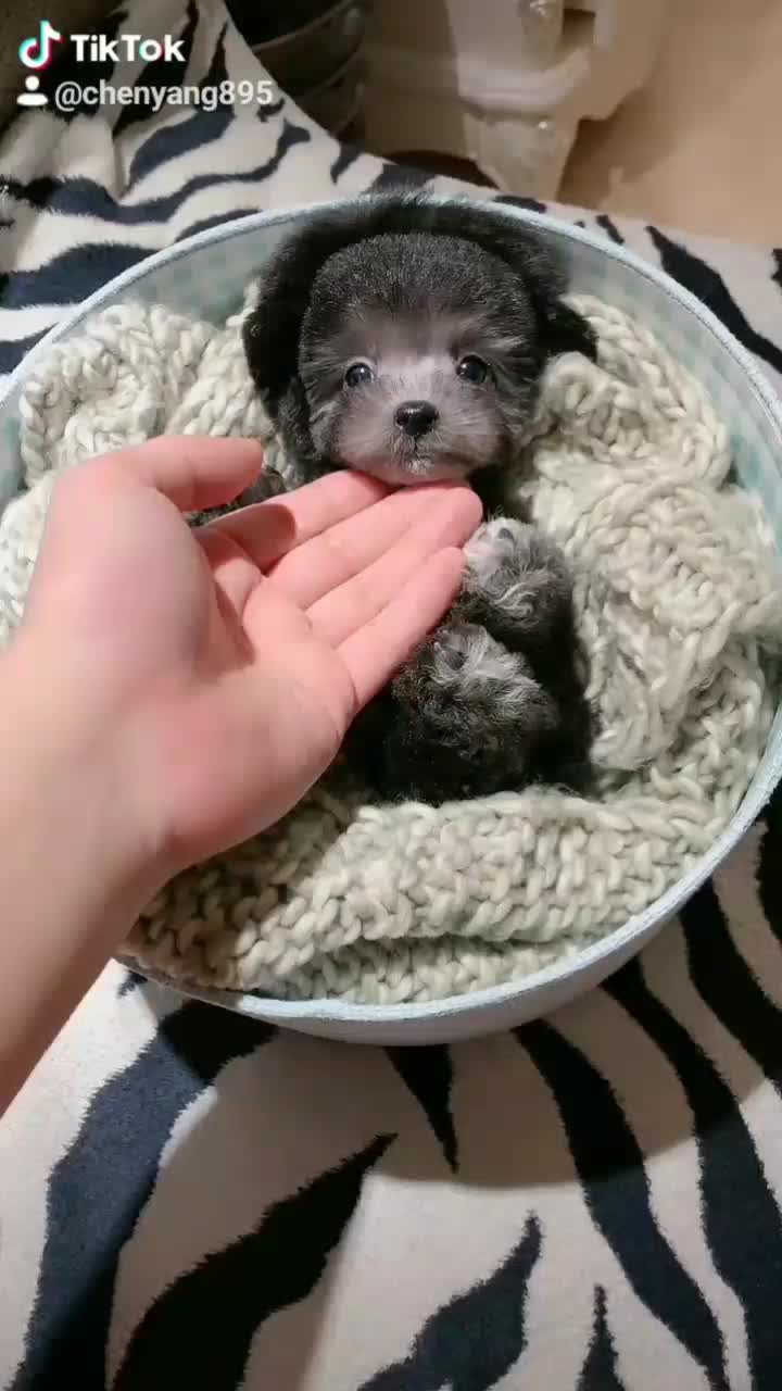 @chenyang