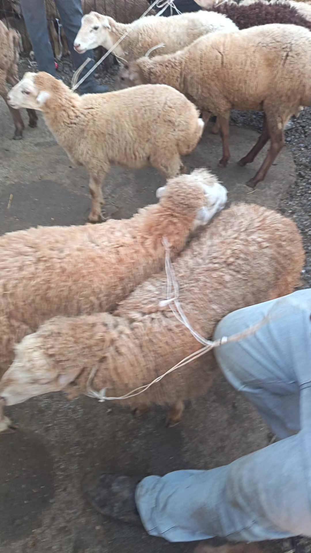@kend_həyati_041