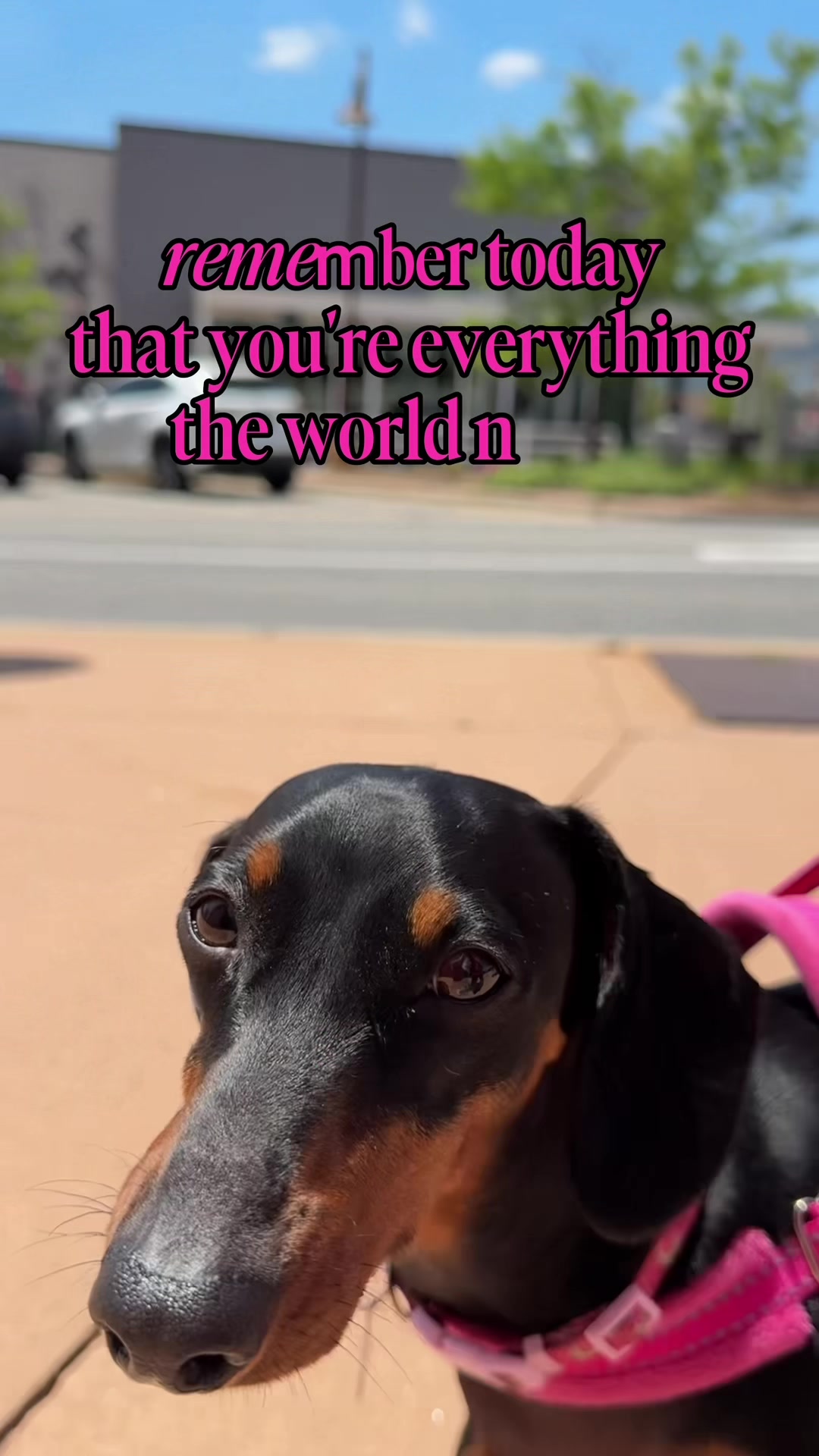 @Penny the Dachshund