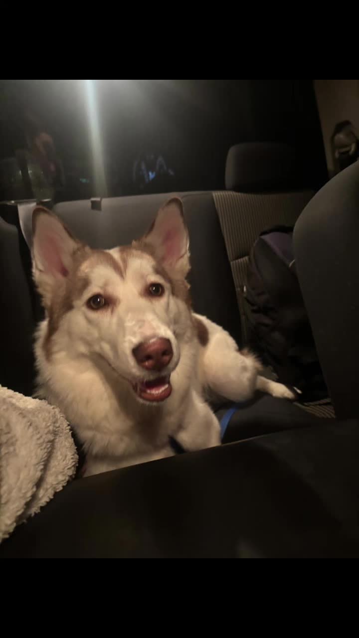 @SHARPofNY SiberianHusky Rescue
