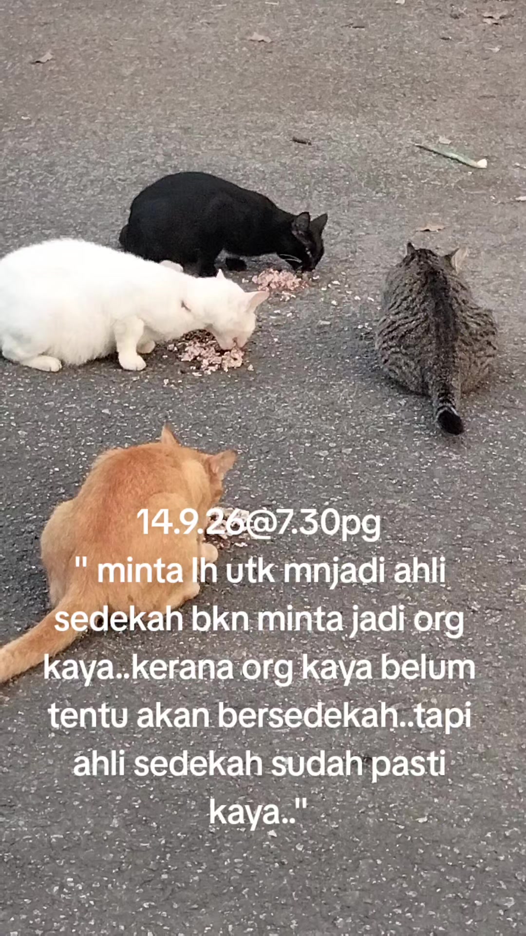 @MaderCats