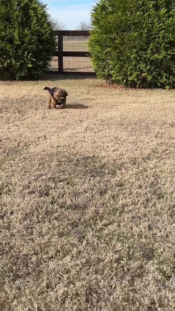 @EliteSweetFrenchies
