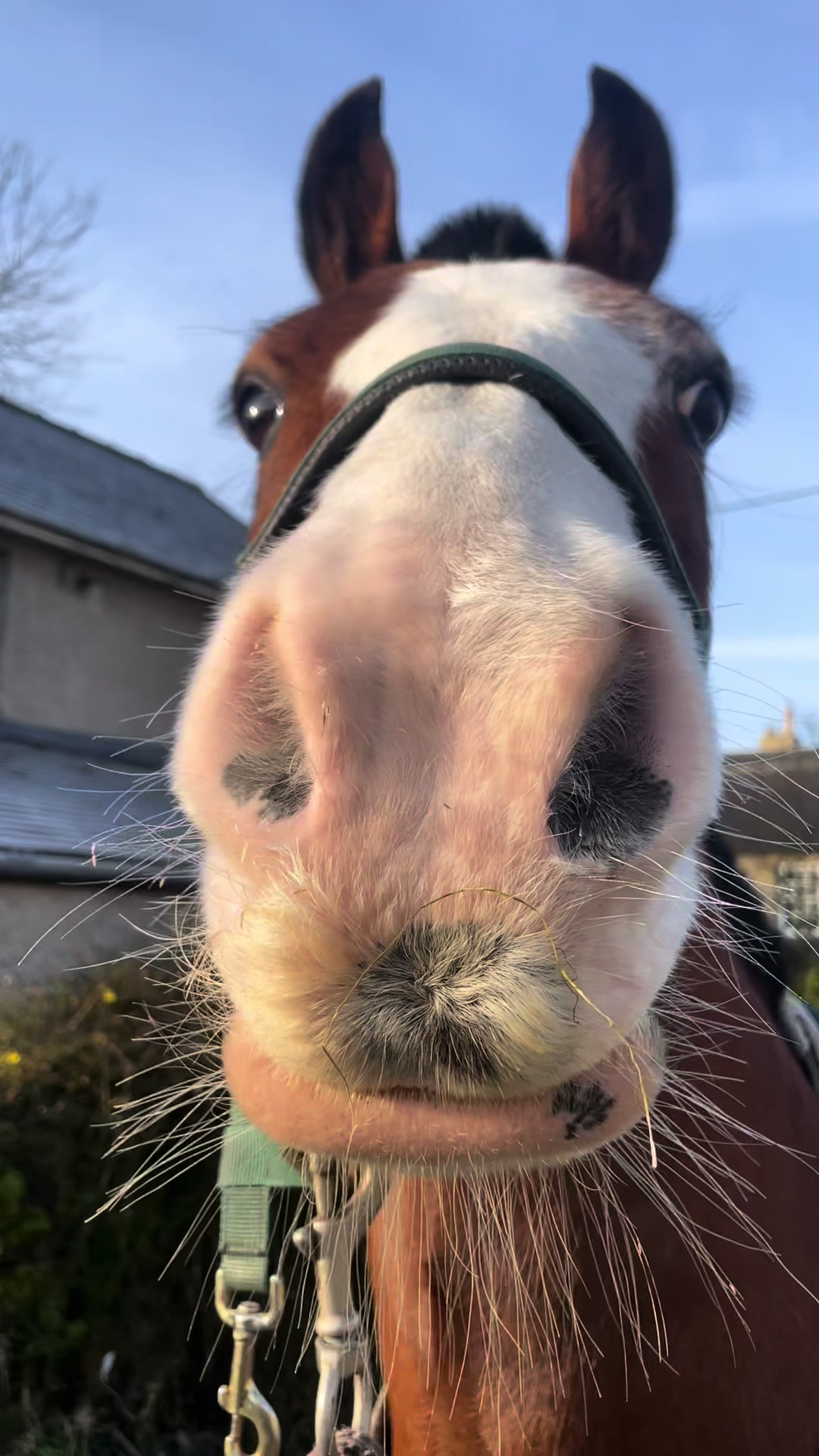 @Yardd | Equine Life Simplified