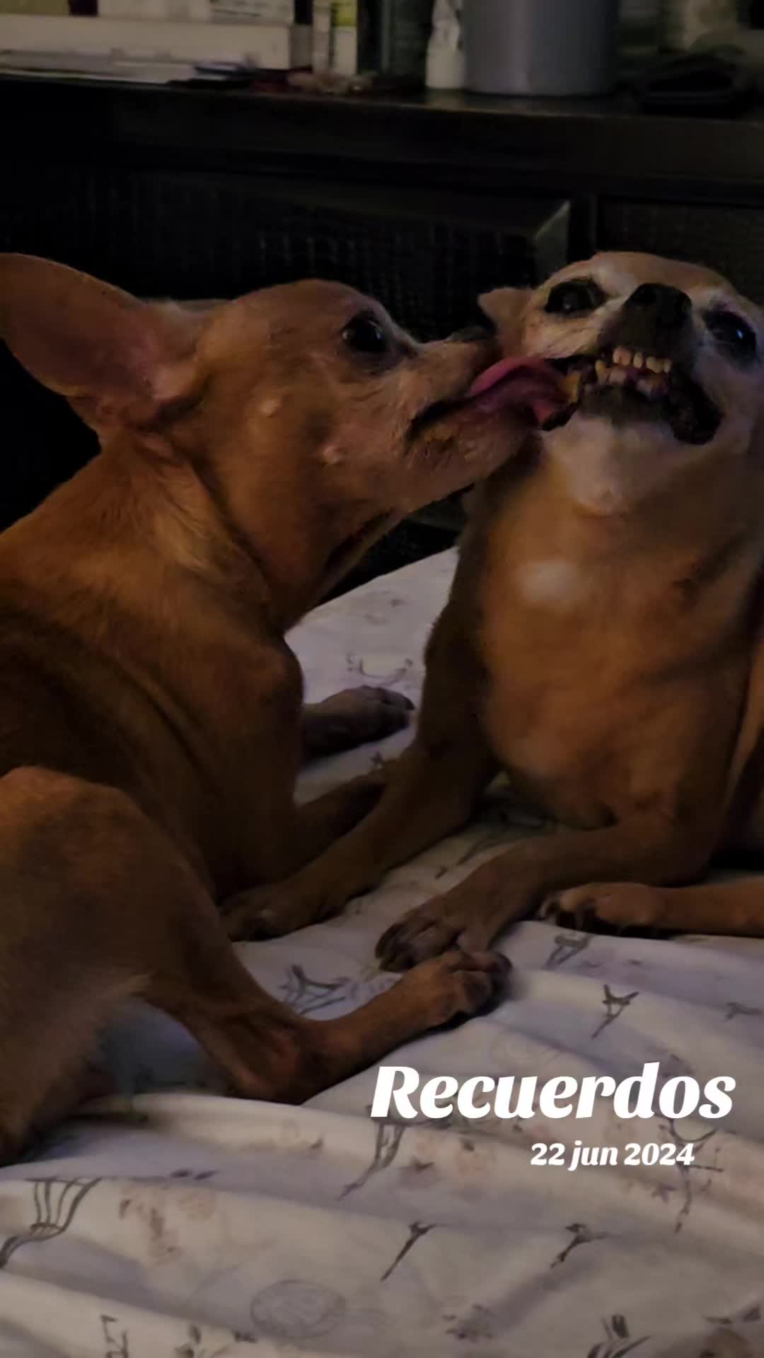 @Tiny Chihuahuas